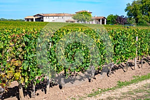 Harvest grapes in Pomerol village, production of red Bordeaux wine, Merlot or Cabernet Sauvignon grapes on cru class vineyards in