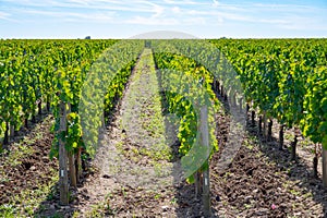 Harvest grapes in Pomerol village, production of red Bordeaux wine, Merlot or Cabernet Sauvignon grapes on cru class vineyards in