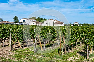 Harvest grapes in Pomerol village, production of red Bordeaux wine, Merlot or Cabernet Sauvignon grapes on cru class vineyards in