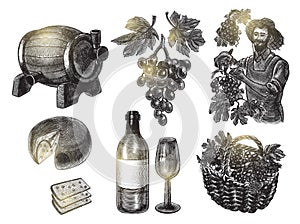 Harvest grapes set. Vector illustration in engraving style