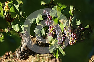 The harvest of grapes in southern France