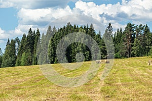 Harvest grass in the field for eating farm animals