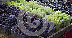 Harvest of green and blue grape