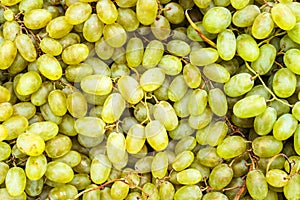 Harvest of green grapes. Many oval-shaped berries with vine twigs. Flat lay frame