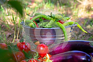 Harvest green hot peppers, red tomatoes and eggplants in a metal bucket. Close-up