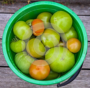 Harvest green and red tomatoes in  plastic garden bucket