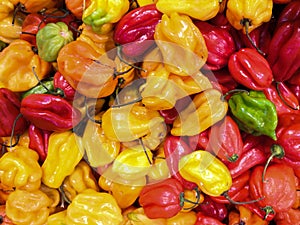 Harvest of Habanero peppers, multicolored photo