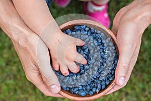 Harvest of Haskap berries, Lonicera caerulea, also calles honeyberries, blue berry honeysuckle or sweetberry honeysuckle photo