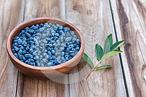 Harvest of Haskap berries, Lonicera caerulea, also calles honeyberries, blue berry honeysuckle or sweetberry honeysuckle
