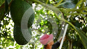 Harvest of hass avocado tropical fruit hanging at branch of tree