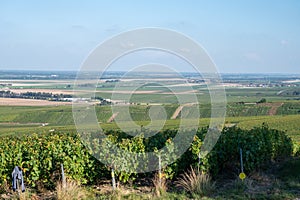 Harvest on hilly grand cru Champagne vineyards, rows of pinot noir and meunier grapes in Montagne de Reims, Verzy and Verzenay, photo