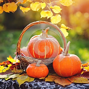 Harvest Hues: Autumn Halloween Pumpkins in Nature's Embrace