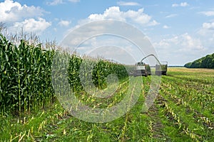 Harvest of juicy corn silage by a combine harvester and transportation by trucks, for laying on animal feed