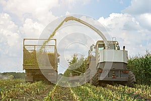 Harvest of juicy corn silage by a combine harvester and transportation by trucks, for laying on animal feed