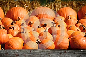 Harvest of large orange pumpkins, gourds and. squashes.