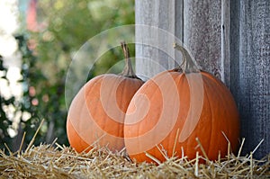 Harvest of large orange pumpkins, gourds and. squashes.