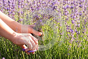 Harvest of lavender concept