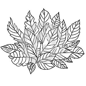harvest leaf coloring pages, outline stock autumn line drawing, leaf set illustrations