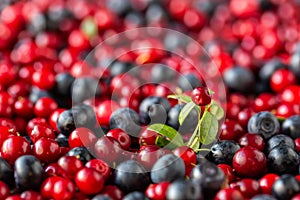 Harvest of lingonberries and blueberries