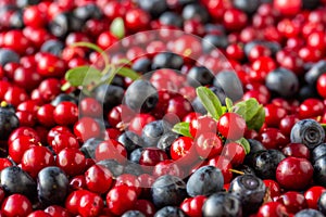 Harvest of lingonberries and blueberries