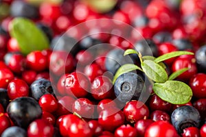 Harvest of lingonberries and blueberries, close-up view