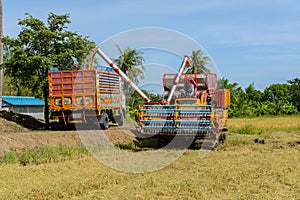 Harvest machine loading seeds in to trailer on rice field. Harvesting is the process of gathering a ripe crop
