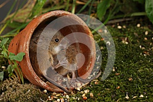 Harvest Mice in Natural Habitat