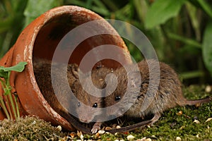 Harvest Mice in Natural Habitat