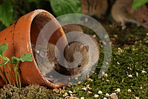 Harvest Mice in Natural Habitat
