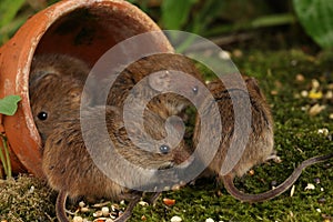 Harvest Mice in Natural Habitat