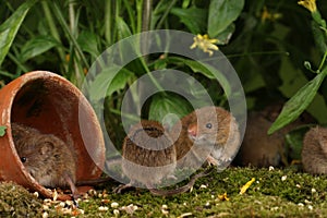 Harvest Mice in Natural Habitat