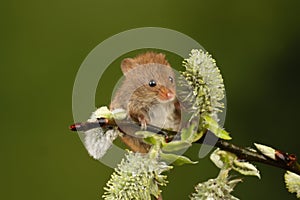 Harvest mice playing on a fern