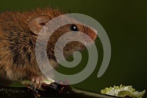 Harvest mice playing on a fern