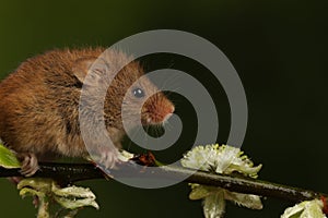 Harvest mice playing on a fern