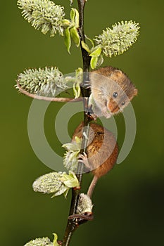 Harvest mice playing on a fern