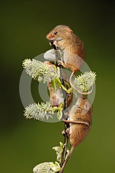 Harvest mice playing on a fern
