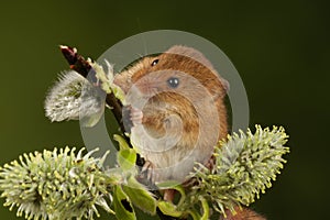 Harvest mice playing on a fern