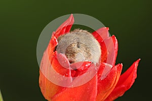 Harvest Mice in Red Rulip