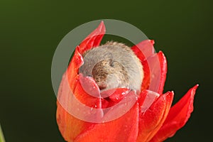 Harvest Mice in Red Rulip