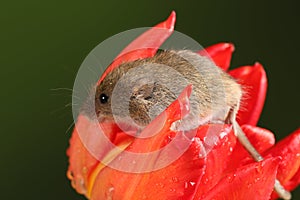 Harvest Mice in Red Rulip