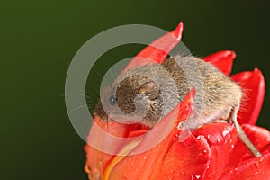 Harvest Mice in Red Rulip