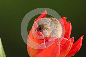 Harvest Mice in Red Rulip