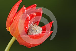 Harvest Mice in Red Rulip