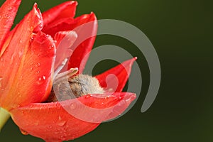 Harvest Mice in Red Rulip