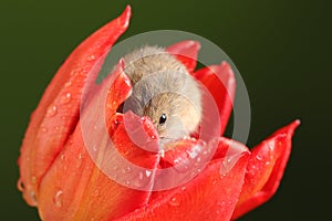 Harvest Mice in Red Rulip