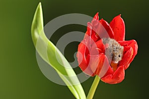 Harvest Mice in Red Rulip