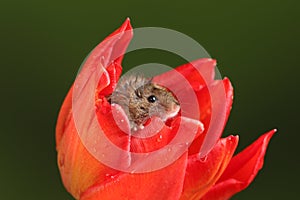 Harvest Mice in Red Rulip