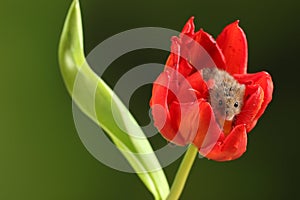 Harvest Mice in Red Rulip