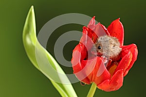 Harvest Mice in Red Rulip