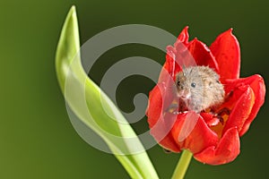 Harvest Mice in Red Rulip